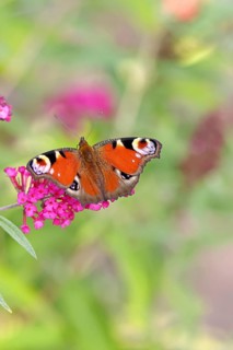 Peacock butterfly (Inachis io) sucking nectar on butterfly bush (Buddleja davidii), in a natural