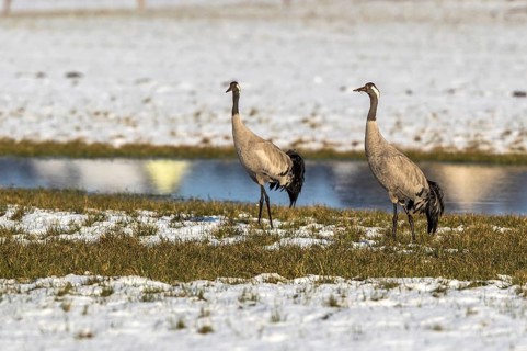Common Crane (Grus grus), Mecklenburg-Western Pomerania, Germany