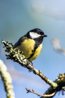 Great Tit, Parus major, bird in forest at winter sun