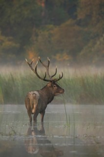 Red deer (Cervus elaphus), standing, water, fog, reeds, Lower Austria