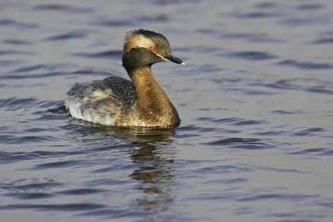 Horned Grebe (Podiceps auritus), California, USA