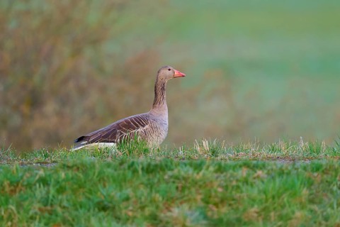 Single goose in a meadow with soft, blurred background, greylag goose (Anser anser), spring, bird