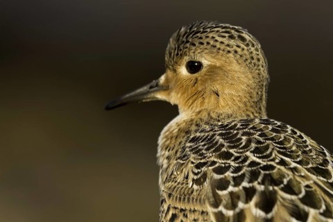 Buff-breasted Sandpiper (Calidris subruficollis), Asturias, Spain