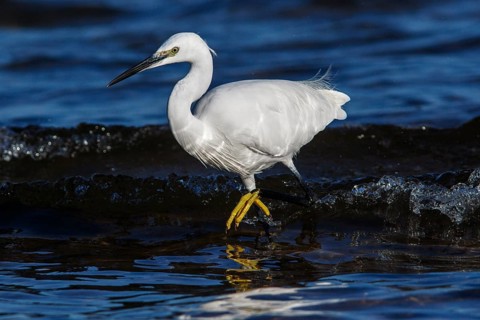 Little Egret (Egretta garzetta) fishing on sea, Asturias, Spain