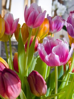 Different coloured tulips (Tulipa)