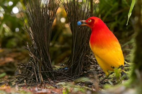 Flame Bowerbird (Sericulus ardens) perched at its bower in Papua New Guinea