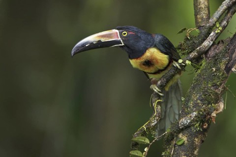 Collared Aracari (Pteroglossus torquatus) perched on a branch in Costa Rica, Central America