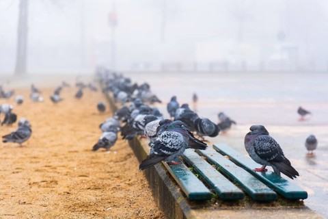 Many pigeons in the fog on a square in Düsseldorf, Germany