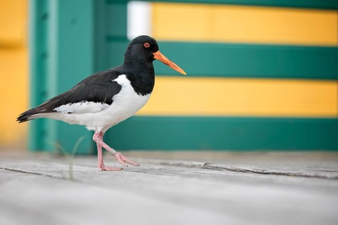 Eurasian Oystercatcher (Haematopus ostralegus), Schleswig-Holstein, Germany