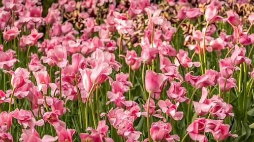 A vibrant garden filled with blooming pink tulips basking in sunlight. The lush greenery and vivid
