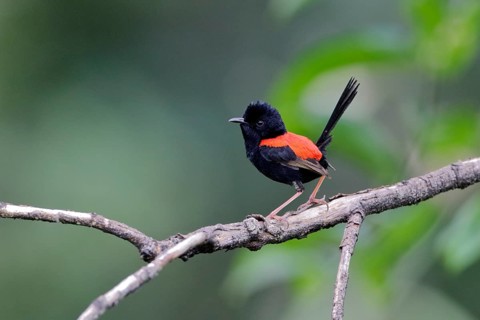 Red-backed Fairywren (Malurus melanocephalus) male perched on a branch, Queensland, Australia