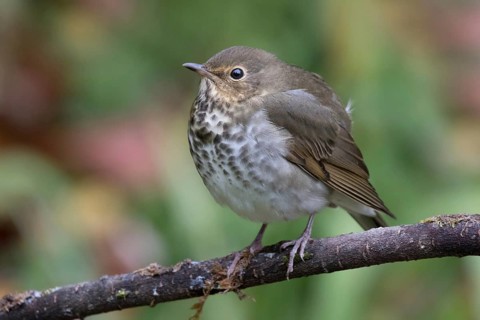 Swainson's Thrush, Catharus ustulatus, perched in the fall in Saskatoon, Saskatchewan
