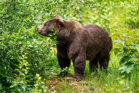 Eurasian brown bear (Ursus arctos arctos) standing between bushes, Bavarian Forest, Bavaria,