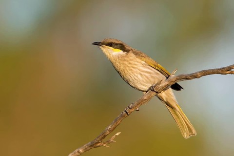 Singing Honeyeater (Gavicalis virescens), Victoria, Australia