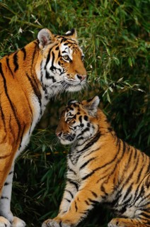 A tiger with young in a bamboo forest, appearing protective, Siberian tiger (Panthera tigris