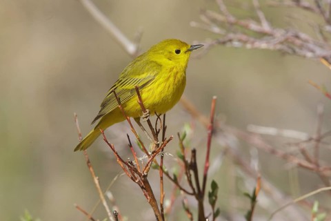 American Yellow Warbler (Setophaga aestiva) male, California, USA