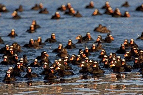 Surf Scoter (Melanitta perspicillata) male, British Columbia, Canada