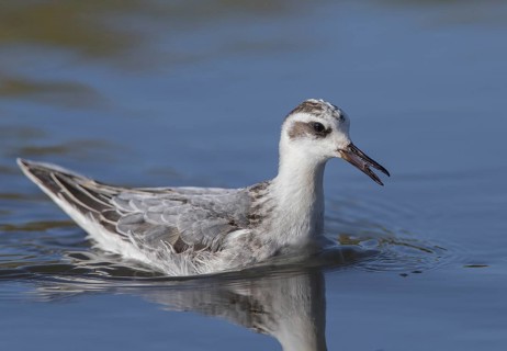 Red Phalarope (Phalaropus fulicarius), Wales, United Kingdom