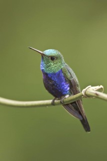 Violet-bellied Hummingbird (Juliamyia julie), Ecuador