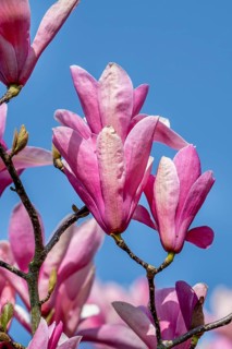 Blooming Magnolia liliiflora, Mulan magnolia, tulip magnolia, lily magnolia showing pink flowers in