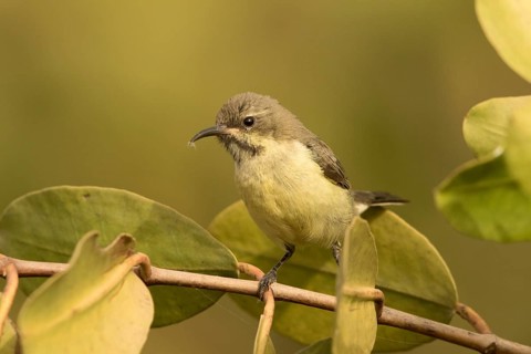 Beautiful Sunbird (Cinnyris pulchellus) female, Gambia