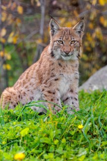 A young Eurasian lynx (Lynx lynx) sits on a meadow. An autumn-coloured bush can be seen in the