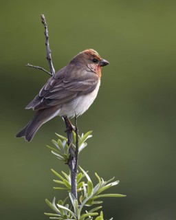Common Rosefinch (Carpodacus erythrinus) male, Schleswig-Holstein, Germany