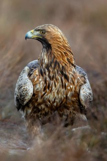 European golden eagle (Aquila chrysaetos chrysaetos) close-up portrait of adult with prey in