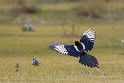 Eurasian Magpie (Pica pica leucoptera) flying, Dornod Aimag, Mongolia