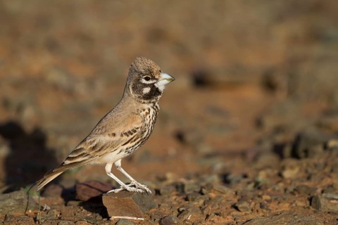 Thick-billed Lark - Knackerlerche - Rhamphocory clotbey, Morocco, male