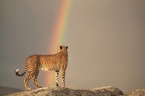 Cheetah (Acinonyx jubatus) standing on a rock looking at rainbow in the sky, Castile-La Mancha,