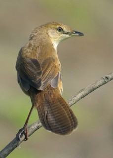 Broad-tailed Grassbird (Schoenicola platyurus), Maharashtra, India