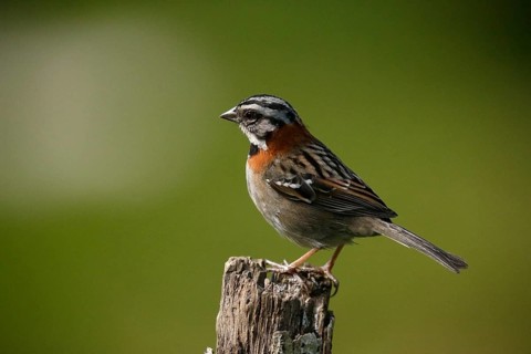 Rufous-collared Sparrow (Zonotrichia capensis) perched on a stake, Costa Rica