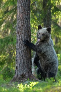 Eurasian Brown Bear (Ursus arctos) standing at tree in forest, Finland
