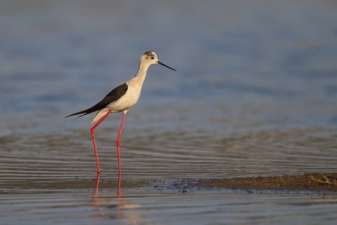 Black-winged Stilt (Himantopus himantopus), Greece