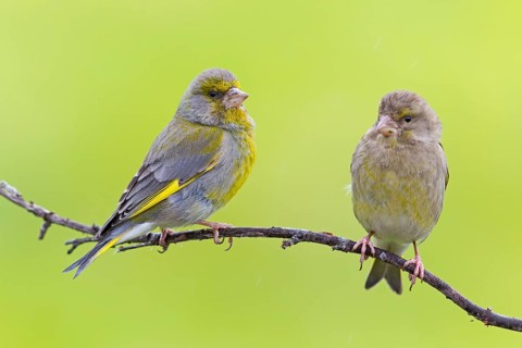 Greenfinch, (Carduelis chloris), Chloris chloris, animals, birds, subfamily of goldfinches and