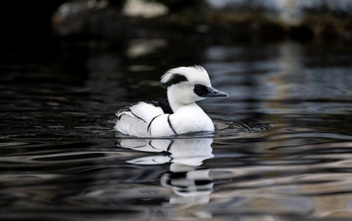 Red-breasted Merganser (Mergellus albellus), swimming in the water, Alaska, USA