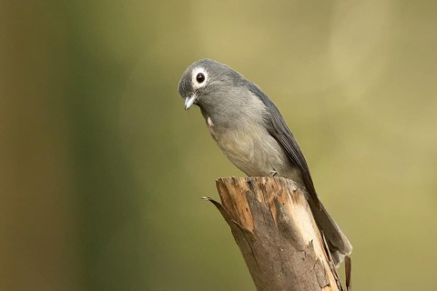 White-eyed Slaty Flycatcher (Melaenornis fischeri), Kakamega Forest, Kenya