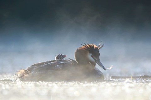 Great Crested Grebe (Podiceps cristatus) with chick in the morning mists, North Rhine-Westphalia,