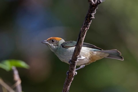 Scrub Tanager (Tangara vitriolina) perched on a branch, Pichincha, Ecuador