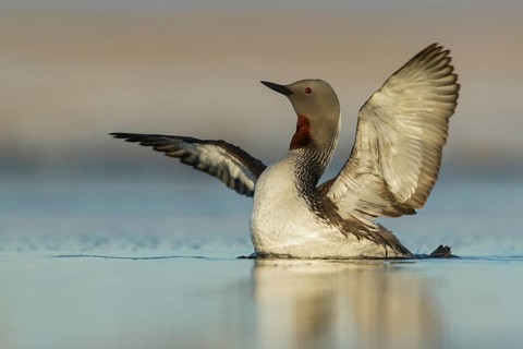 Red-throated Loon (Gavia stellata) feeding on a small pond on the tundra in Northern Alaska