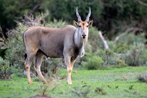 Eland (Taurotragus oryx), adult, alert, foraging, Mokala National Park, Northern Cape, South Africa