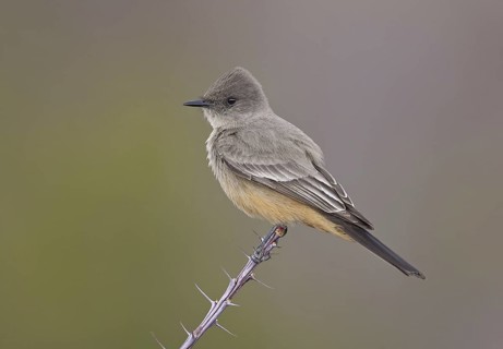 Say's Phoebe (Sayornis saya), Arizona, USA
