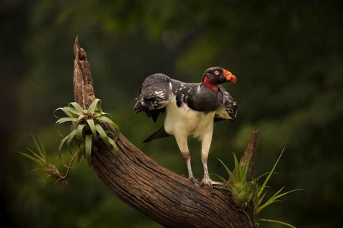A king vulture in the rain in a lowland forest in Costa Rica