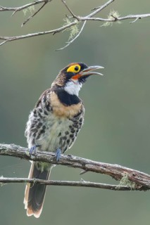 Ornate Melidectes (Melidectes torquatus) perched on a branch in Papua New Guinea