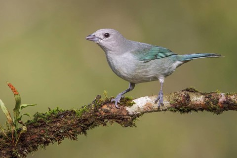 Sayaca Tanager (Thraupis sayaca) perched on a branch in the Atlantic rainforest of southeast Brazil