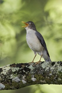 Plumbeous-backed Thrush (Turdus reevei), Ecuador