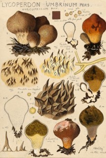 Mushroom, fungi, Umber-brown Puffball, Lycoperdon umbrinum, authentic reproduction of an