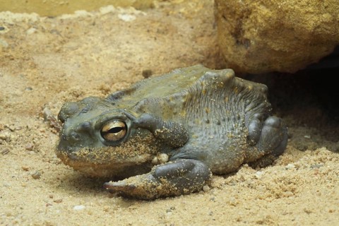 Sonora toad (Bufo alvarius), captive