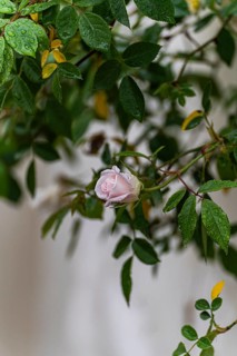 A delicate pink rosebud covered with fresh morning dew sits amid lush green leaves, set against a